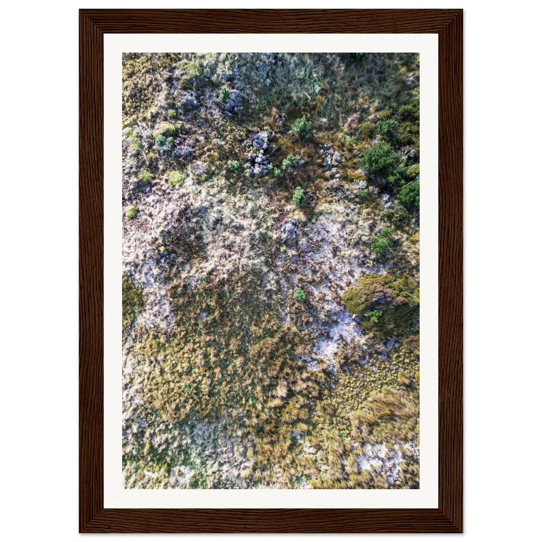 Forest in the Dunes - Fine Art Photographic Print (Framed)