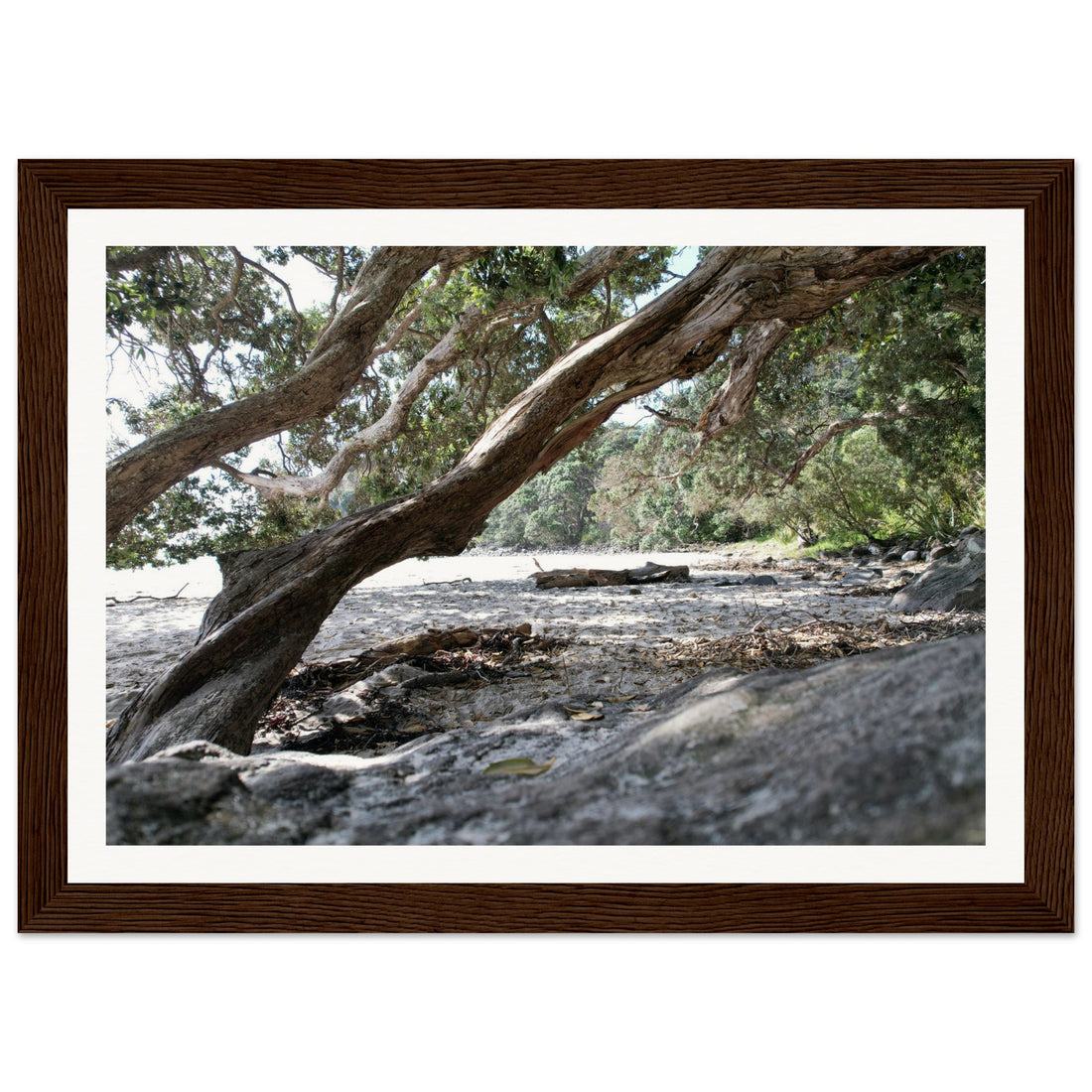 Through the Trees - Fine Art Photographic Print (Framed)