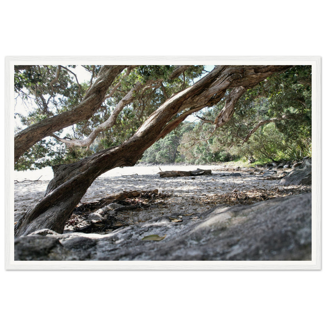 Through the Trees - Fine Art Photographic Print (Framed)