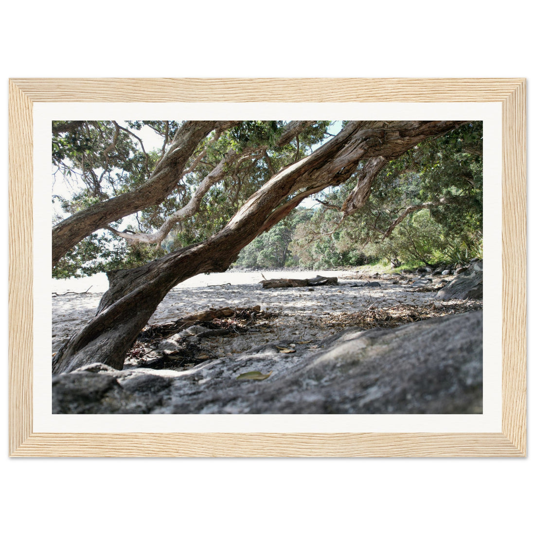 Through the Trees - Fine Art Photographic Print (Framed)